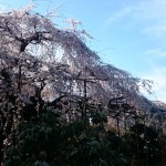 玉蔵院　枝垂れ桜