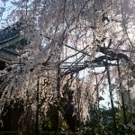 玉蔵院　枝垂れ桜
