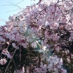 浦和　玉蔵院　桜